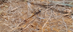 Orthetrum azureum