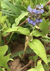 Aneilema nicholsonii