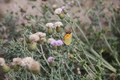 Colias fieldii