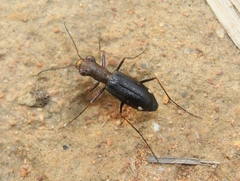 Jansenia tetrastacta