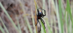 Latrodectus menavodi