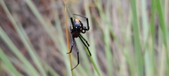 Latrodectus menavodi
