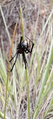 Latrodectus menavodi