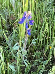 Lupinus nanus