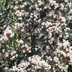 Micromyrtus ciliata