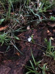 Justicia anagalloides