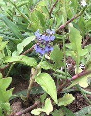 Aneilema nicholsonii