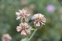 Protophormia terraenovae