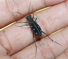 Cicindela flavomaculata