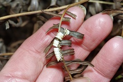 Arthrophaga myriapodina