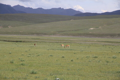 Procapra przewalskii