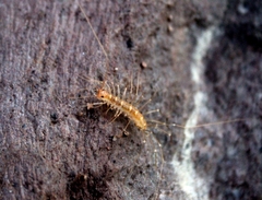 Scutigera linceci