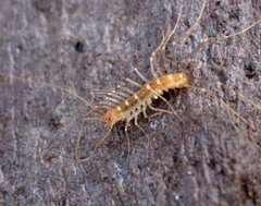 Scutigera linceci