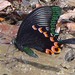Luzon Peacock Swallowtail - Photo (c) aristolo, some rights reserved (CC BY-NC)