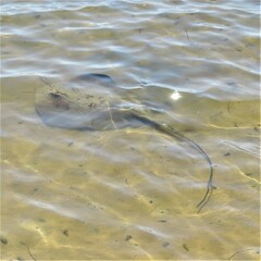 Hemitrygon fluviorum