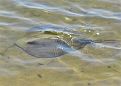 Hemitrygon fluviorum