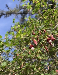 Ribes roezlii