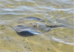 Hemitrygon fluviorum