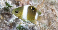 White-Spot Damsel photo 1