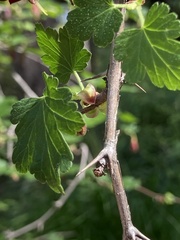 Ribes roezlii