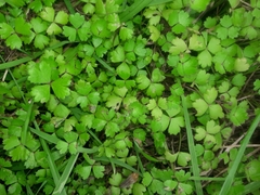 Hydrocotyle tripartita