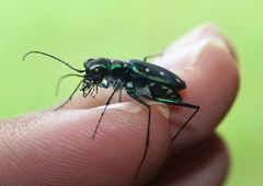 Cicindela flavomaculata