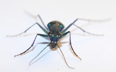 Cicindela flavomaculata