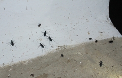 Cicindela flavomaculata