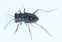 Cicindela flavomaculata