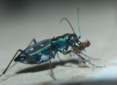 Cicindela flavomaculata