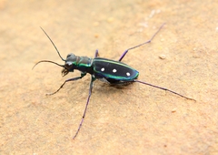 Cicindela flavomaculata