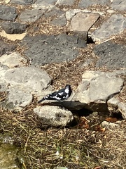 Grallina cyanoleuca