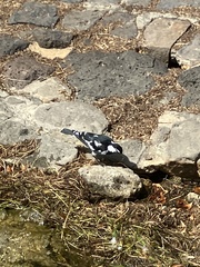 Grallina cyanoleuca