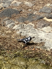 Grallina cyanoleuca
