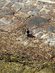 Grallina cyanoleuca