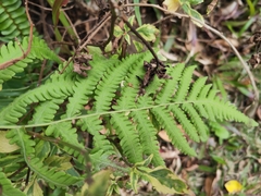 Christella parasitica