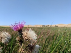 Cirsium hydrophilum hydrophilum