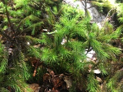 Dendroligotrichum tongariroense