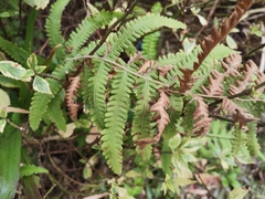 Christella parasitica