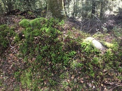 Dendroligotrichum tongariroense