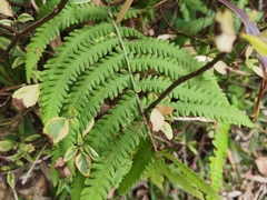 Christella parasitica