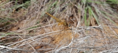 Crocothemis erythraea