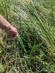 Cirsium hydrophilum hydrophilum