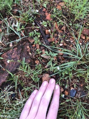 Justicia anagalloides