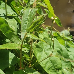 Rumex sagittatus