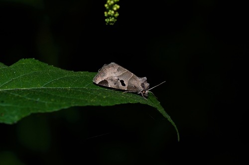 Black-barred Brown