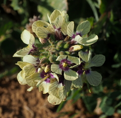 Enarthrocarpus strangulatus