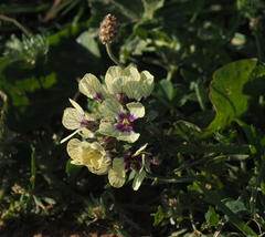 Enarthrocarpus strangulatus