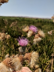 Cirsium hydrophilum hydrophilum