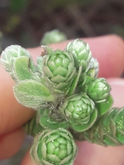 Pimelea villosa